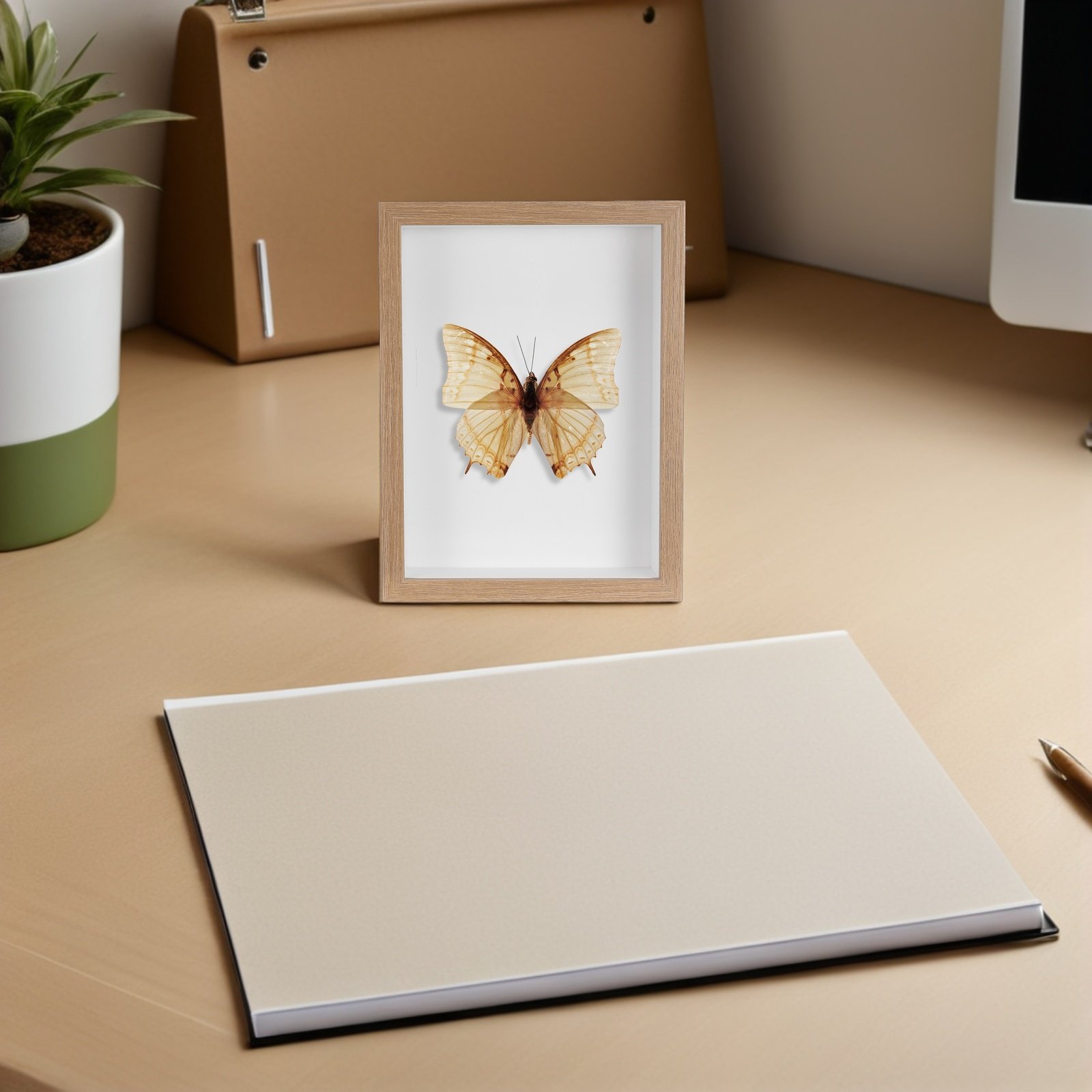 Wooden Framed Bug Display Case - Frame Display Wood incelemesi ve fiyatı