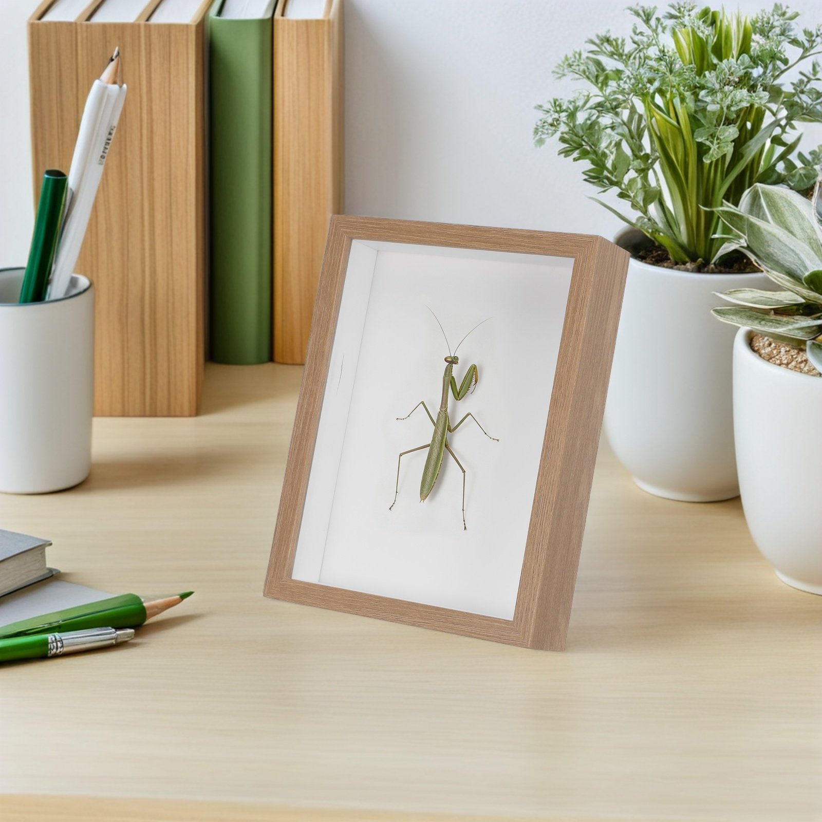 Wooden Framed Bug Display Case - Frame Display Wood incelemesi ve fiyatı